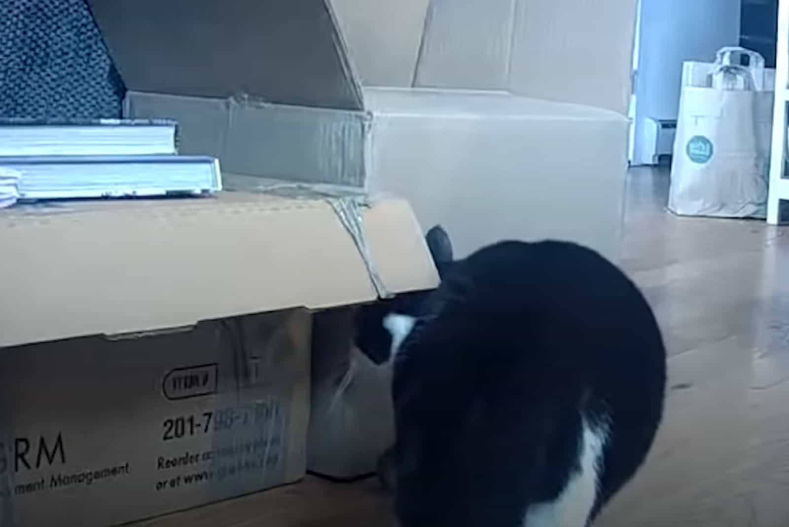 cat sniffing around the box