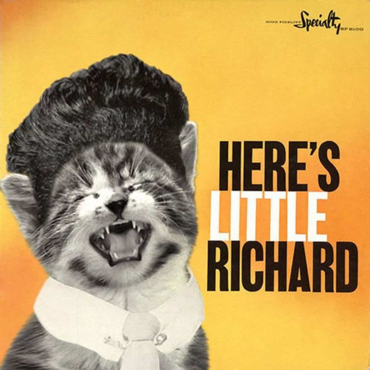 cat version of little richard's album