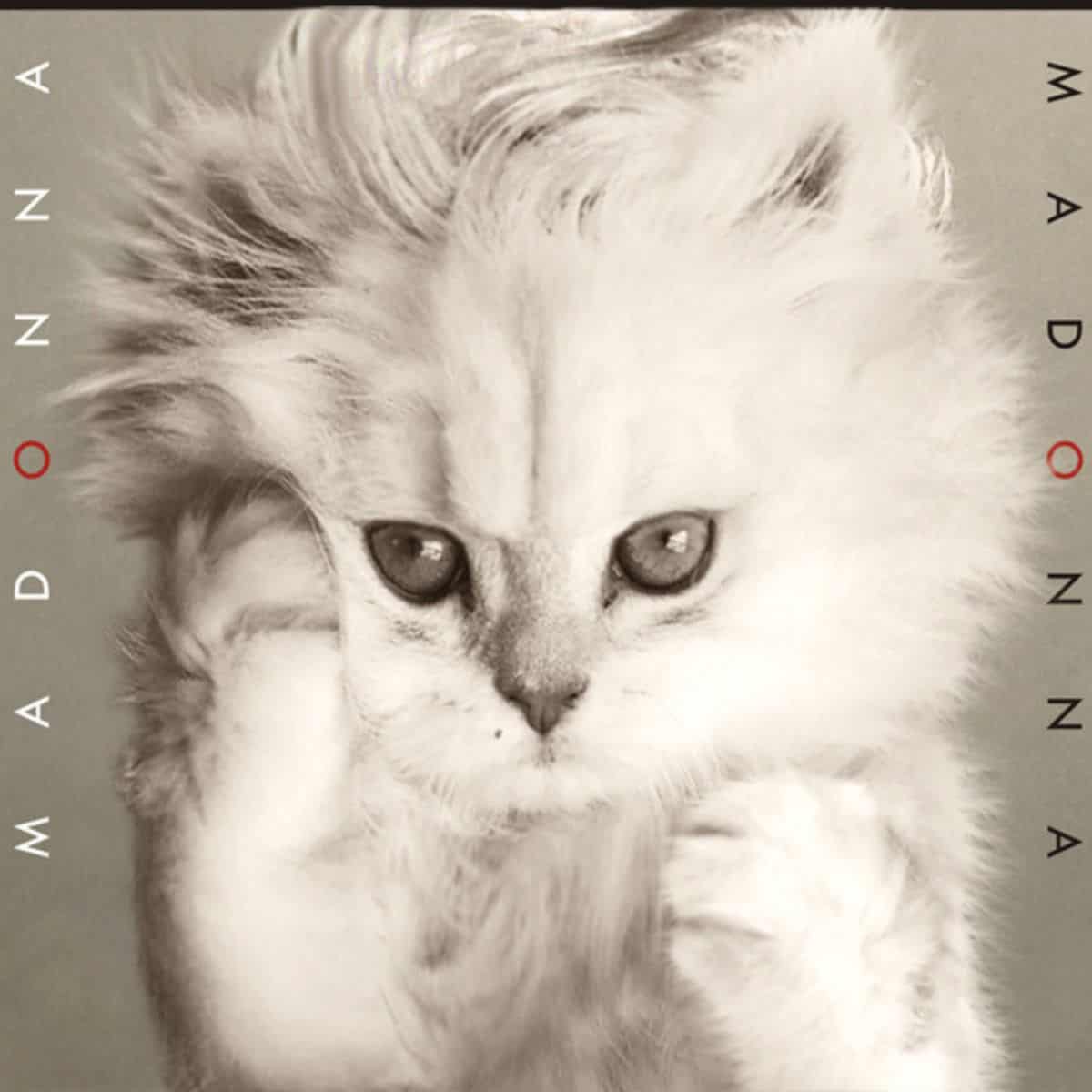 cat version of madonna's album cover