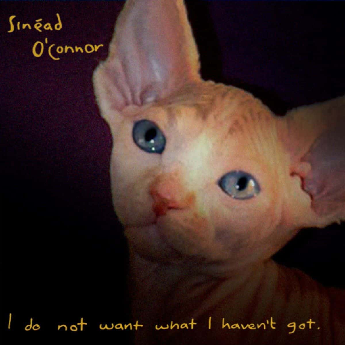 cat version of sinead o'connor's album cover