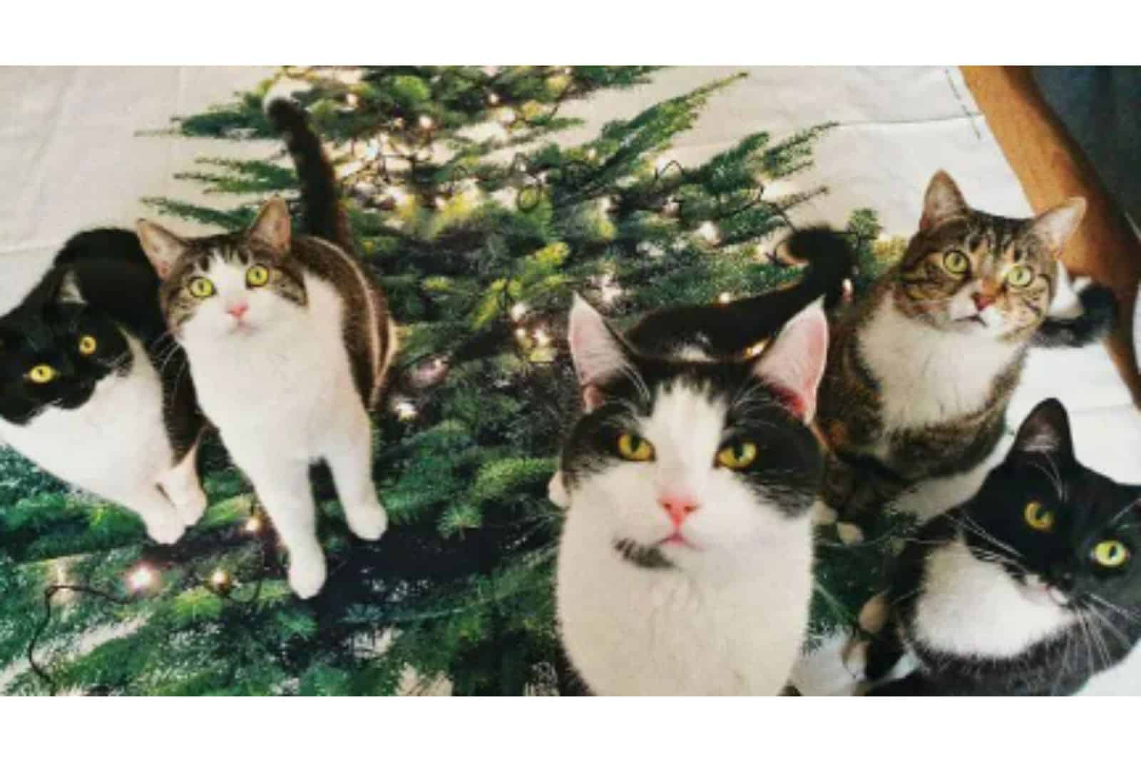cats on christmas sheet