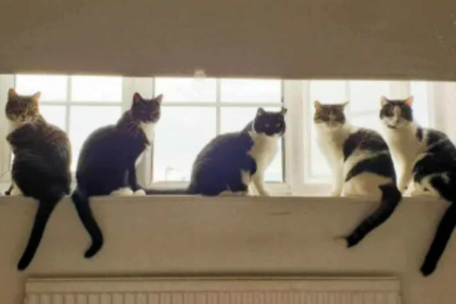 cats on window shell