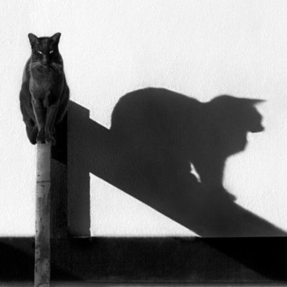 cats shadow