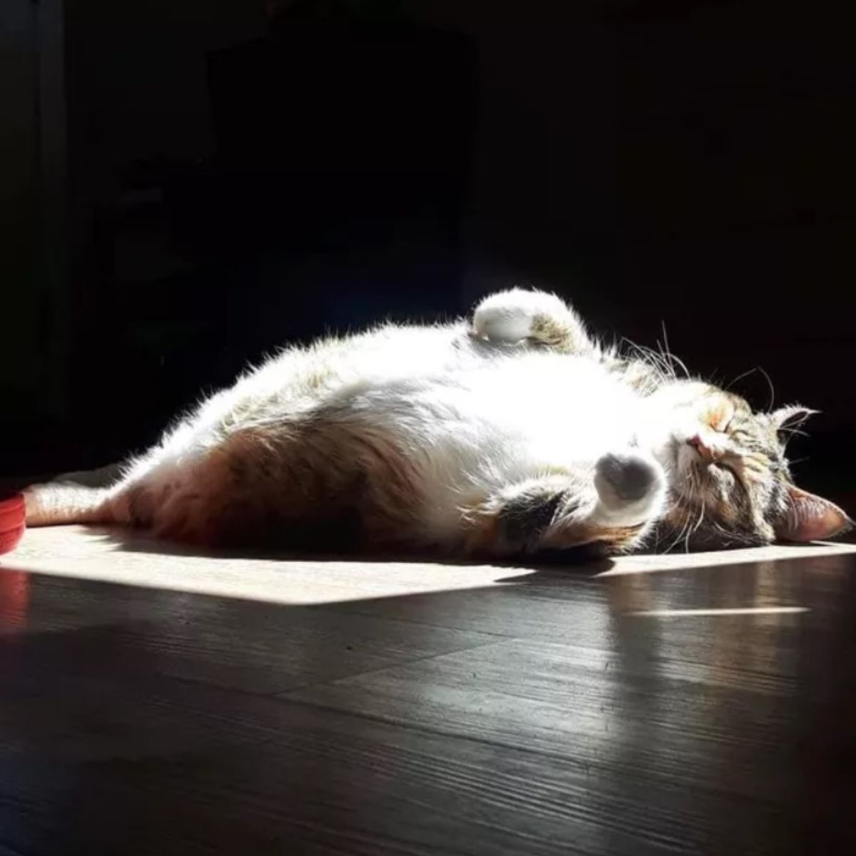 chonky cat in light