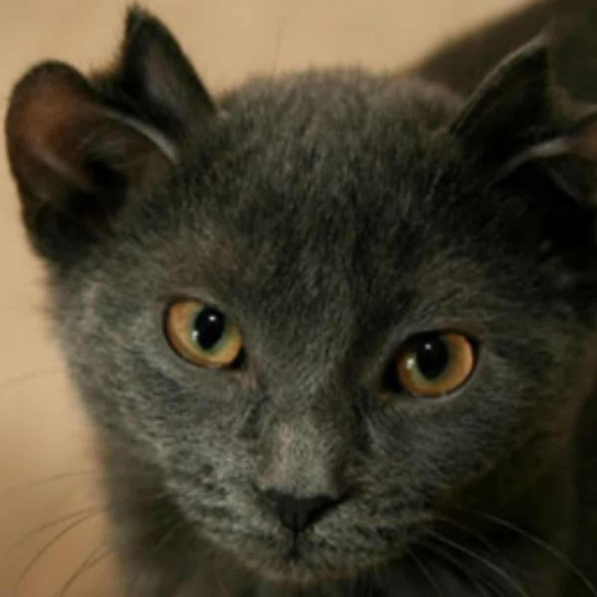 close-up photo of yoda the cat