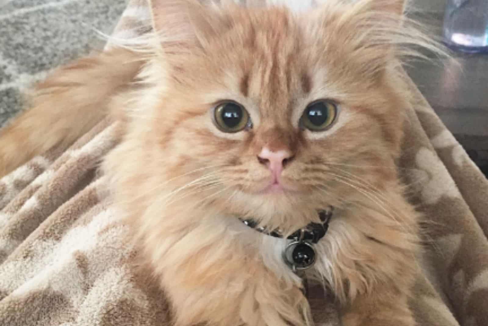 cute adopted kitten sitting and looking at the camera