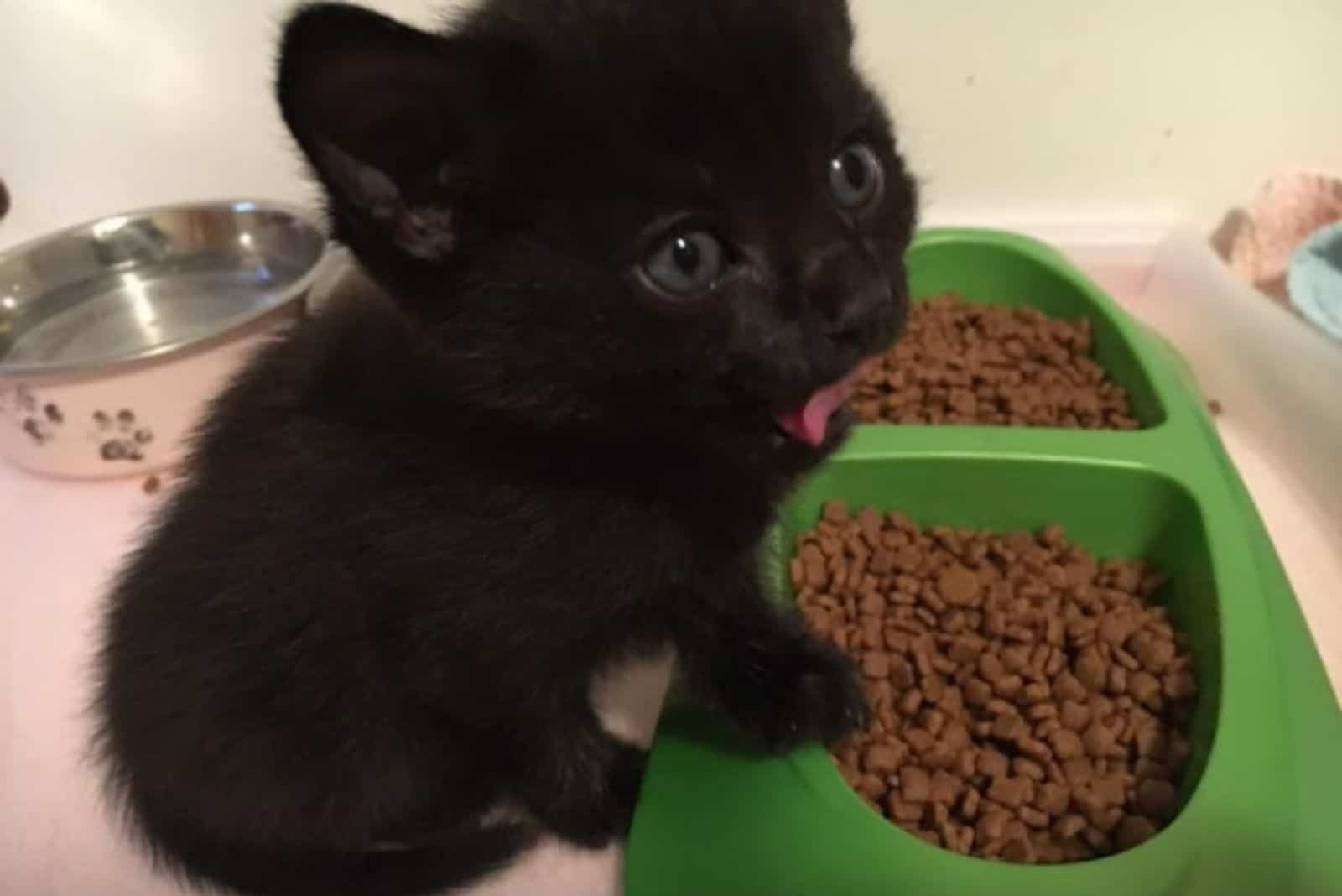 cute black kitten next to food