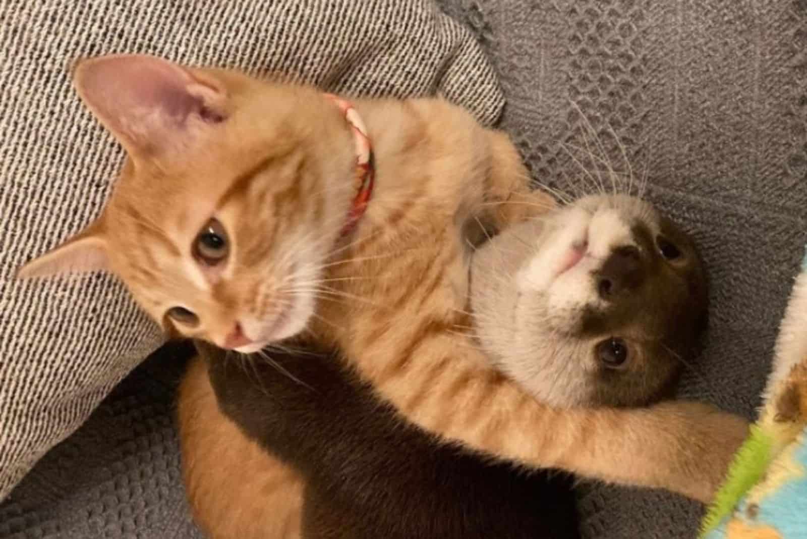 cute cat and otter hug each other