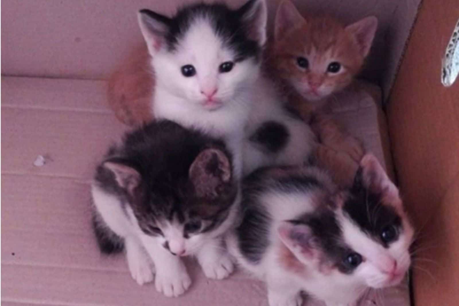 cute little kittens