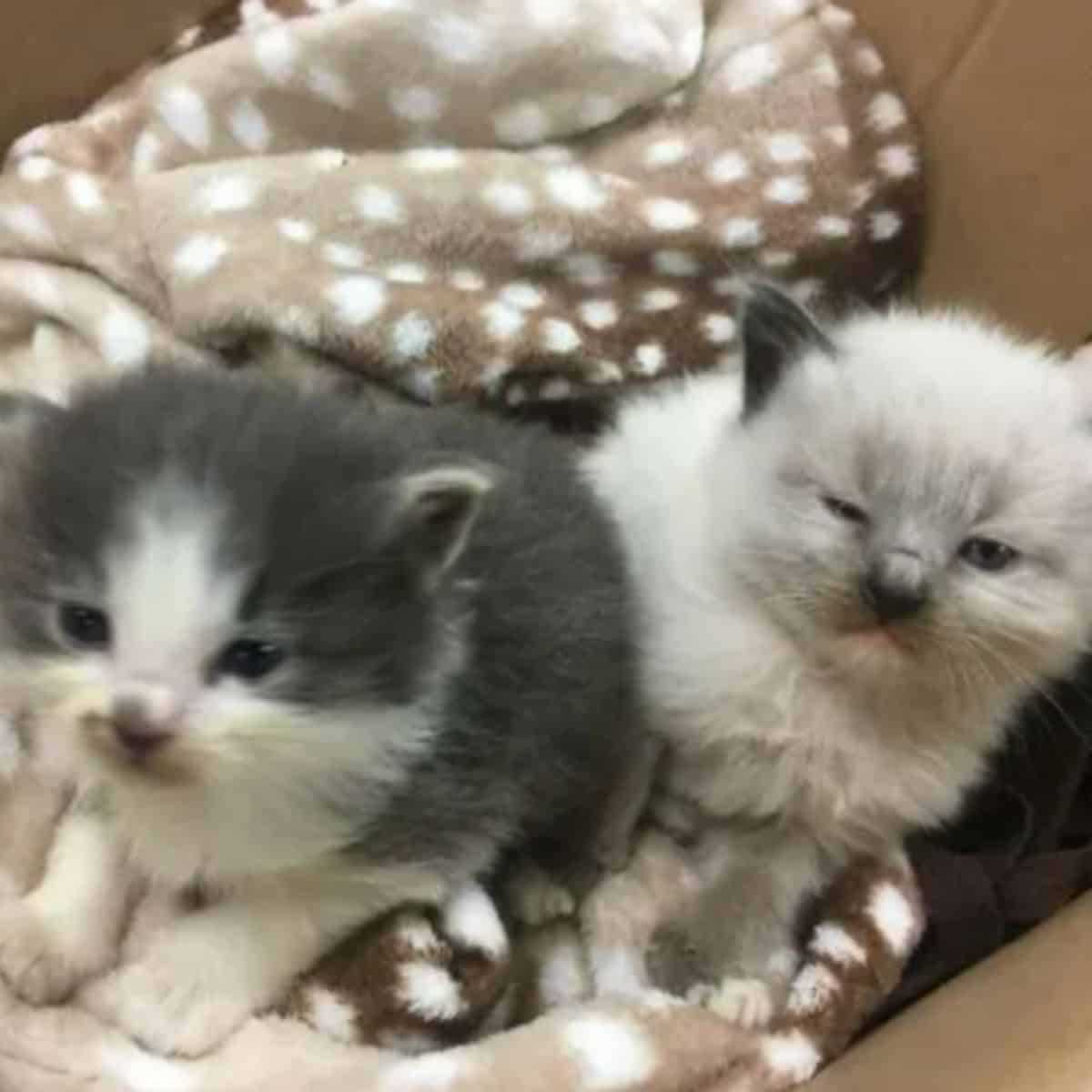 cute rescued kittens in a box looking at the camera