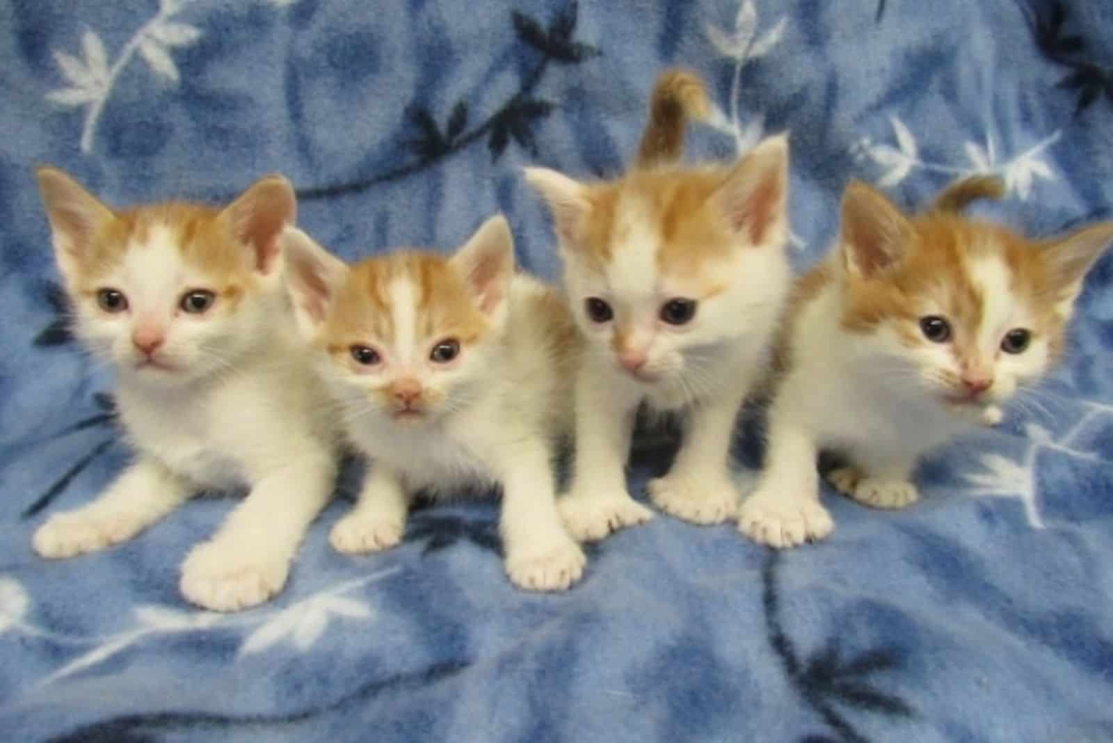 cute rescued kittens on a blanket