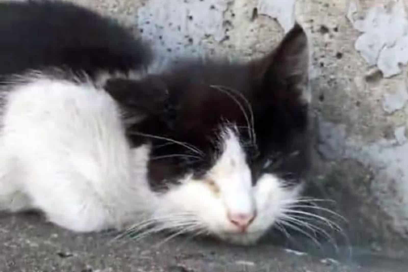 distressed black and white cat in need of a rescue