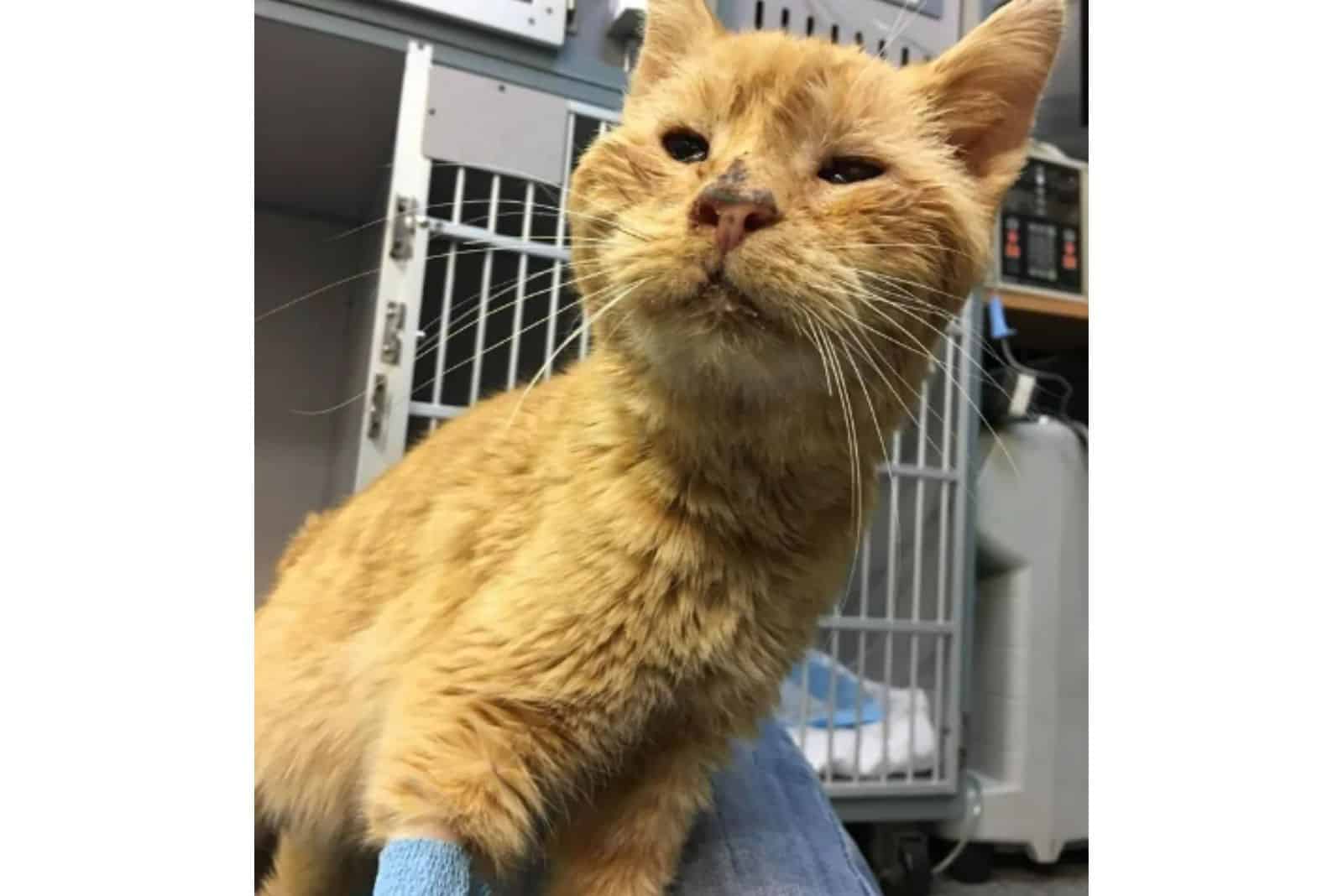 elderly ginger cat being rescued