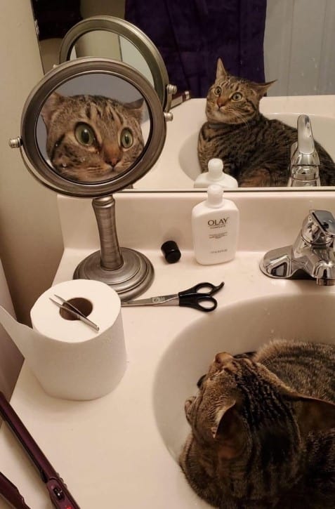 funny cat in a mirror looking