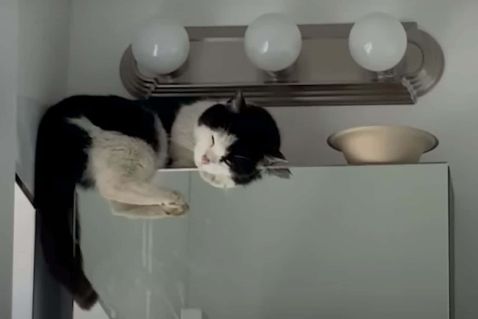 funny cat sleeping in a kitchen