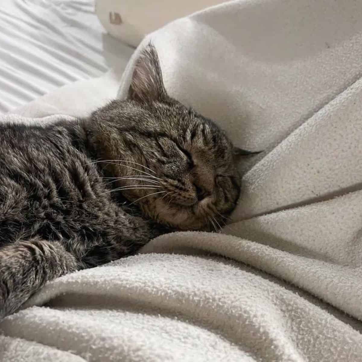 grizzly the cat sleeping comfortably in new home