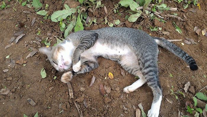heartbroken and loyal cat mourns the death of her owner