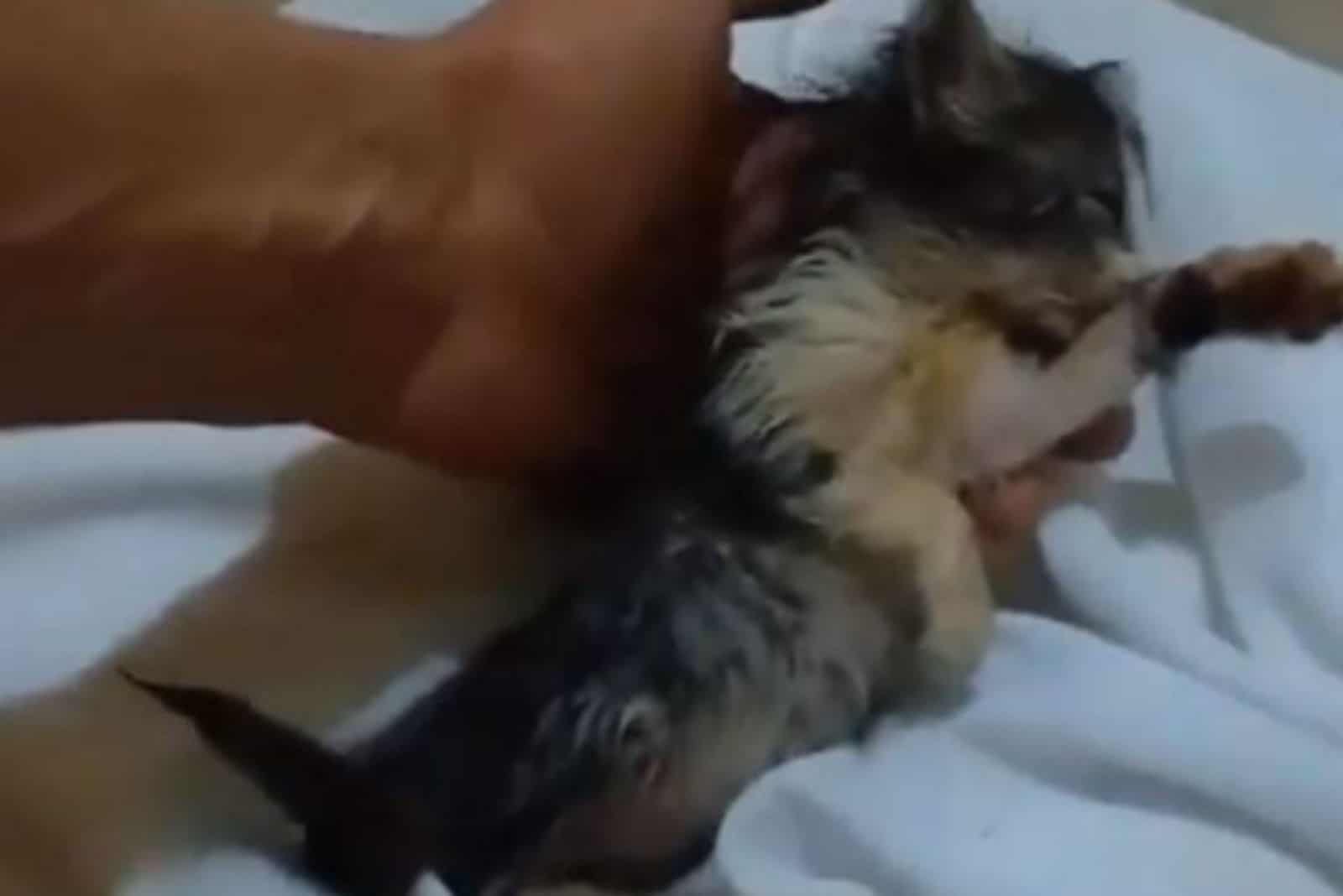 kitten in a human hand