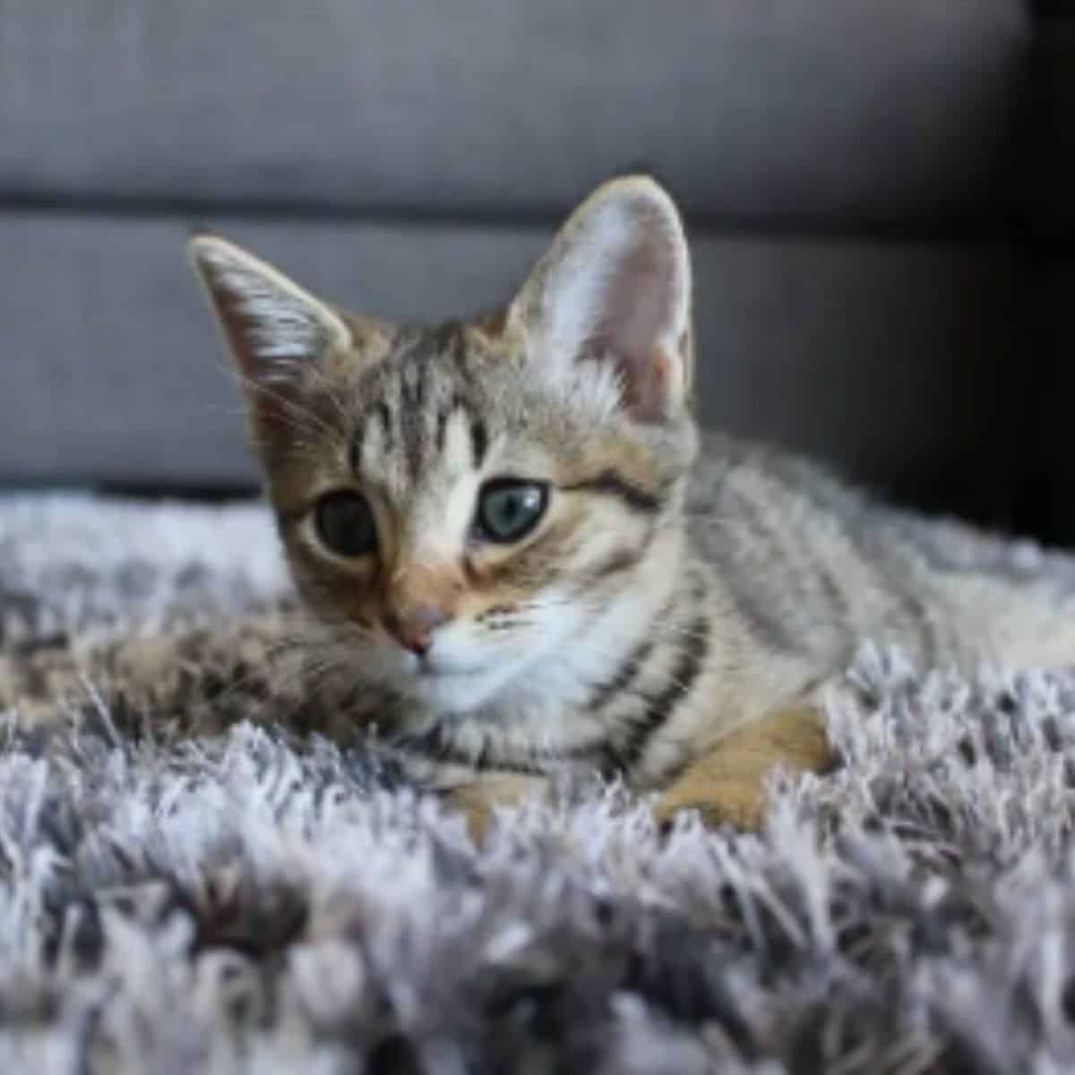 kitten on a carpet