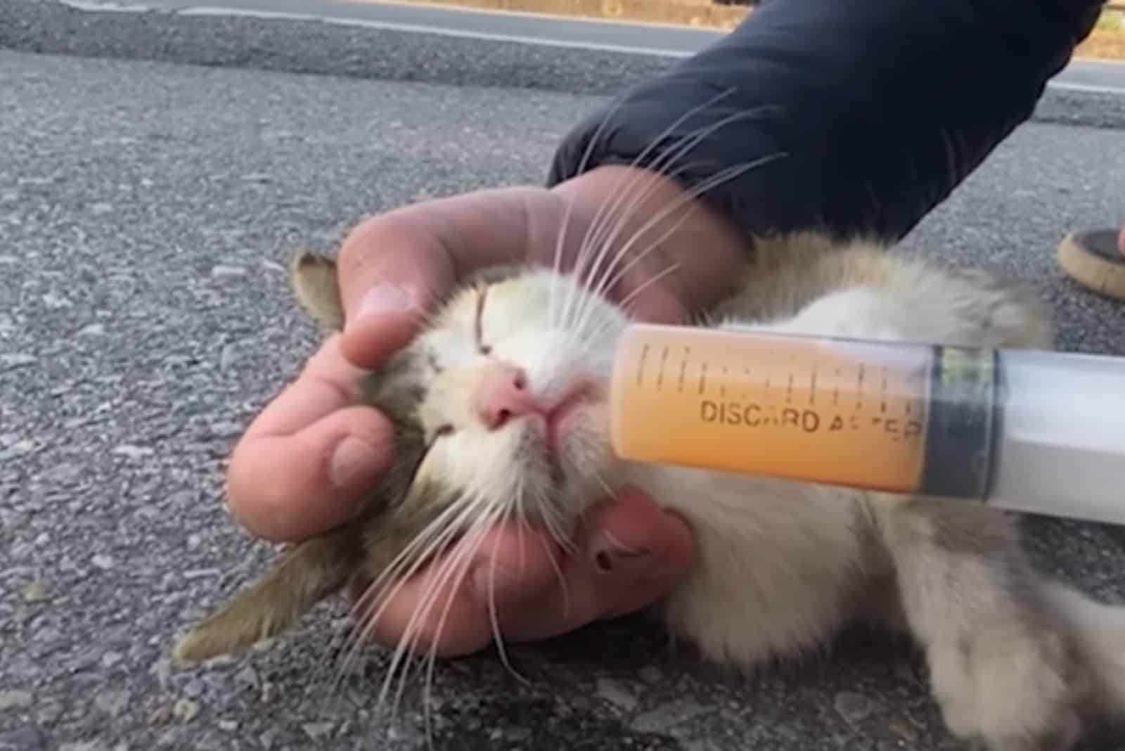 kitten receives an immunity booster