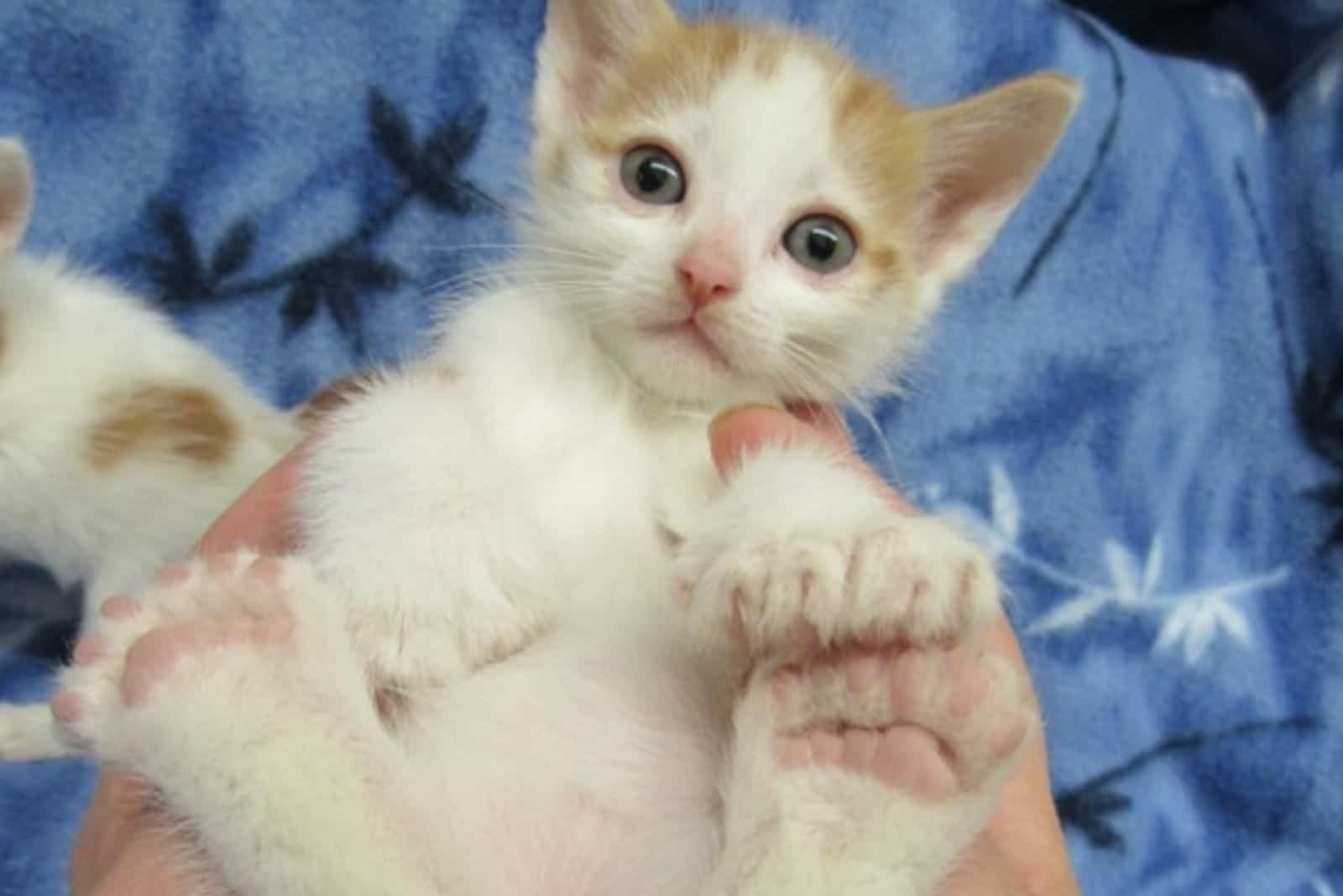 kitten with open eyes in owner's hands