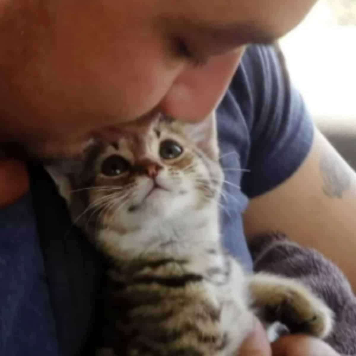 Kitten realizes hes going to his forever home