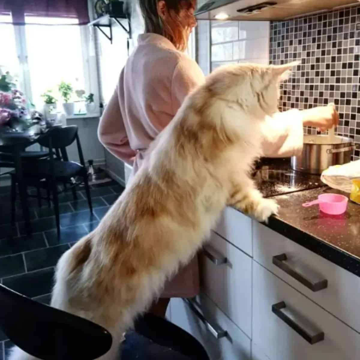 lotus the maine coon is able to reach the counter top
