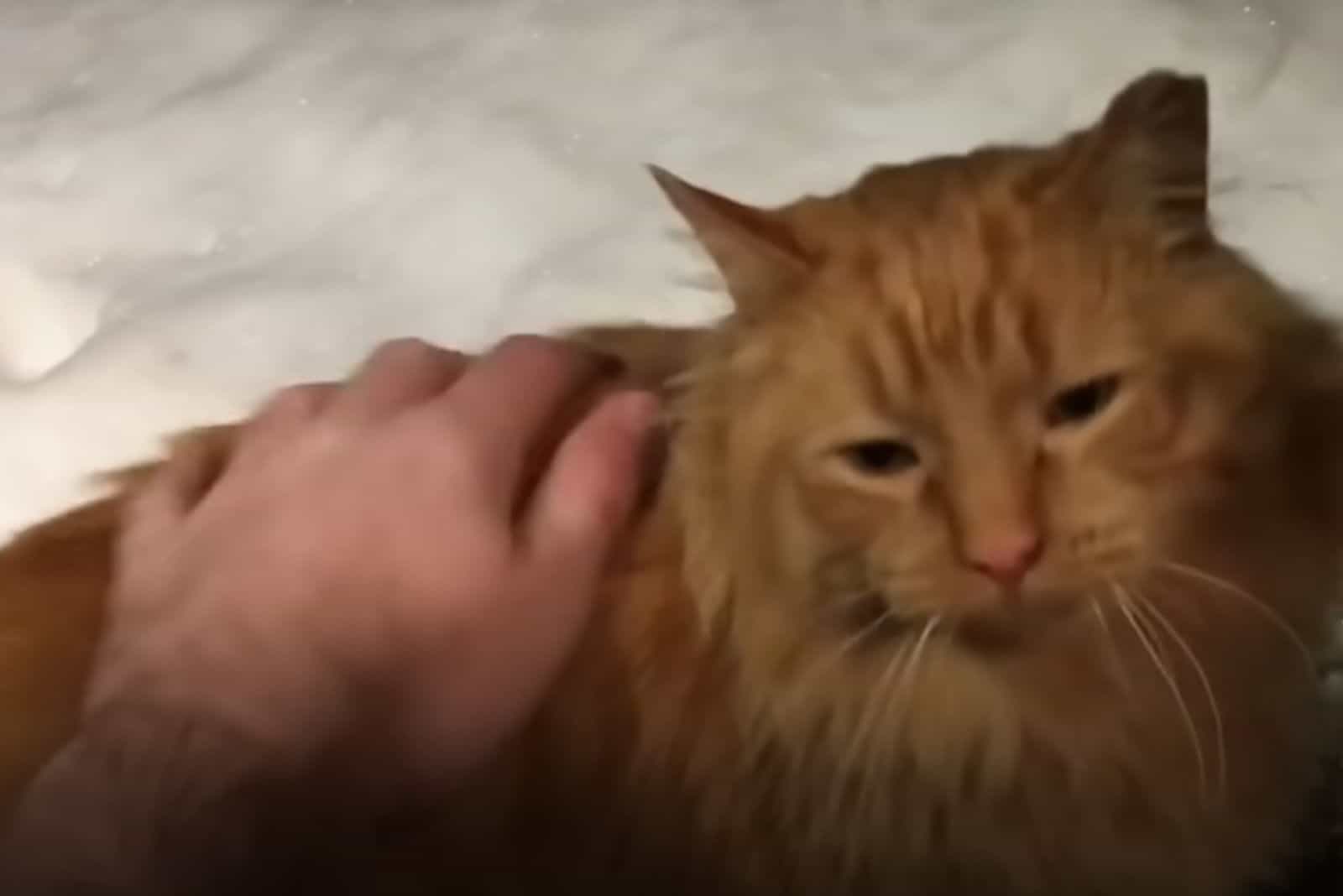 man tries to befriend a stray cat