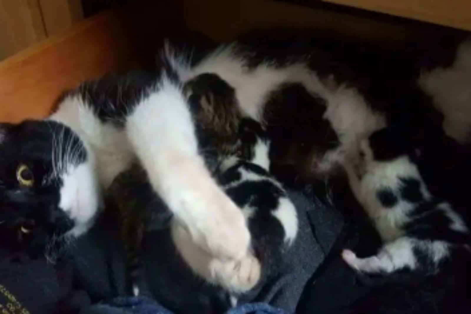 mother cat breastfeeding kittens