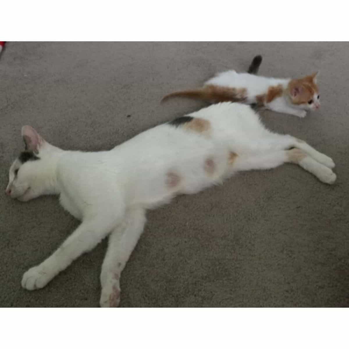 mother cat lying on the floor next to her kitten