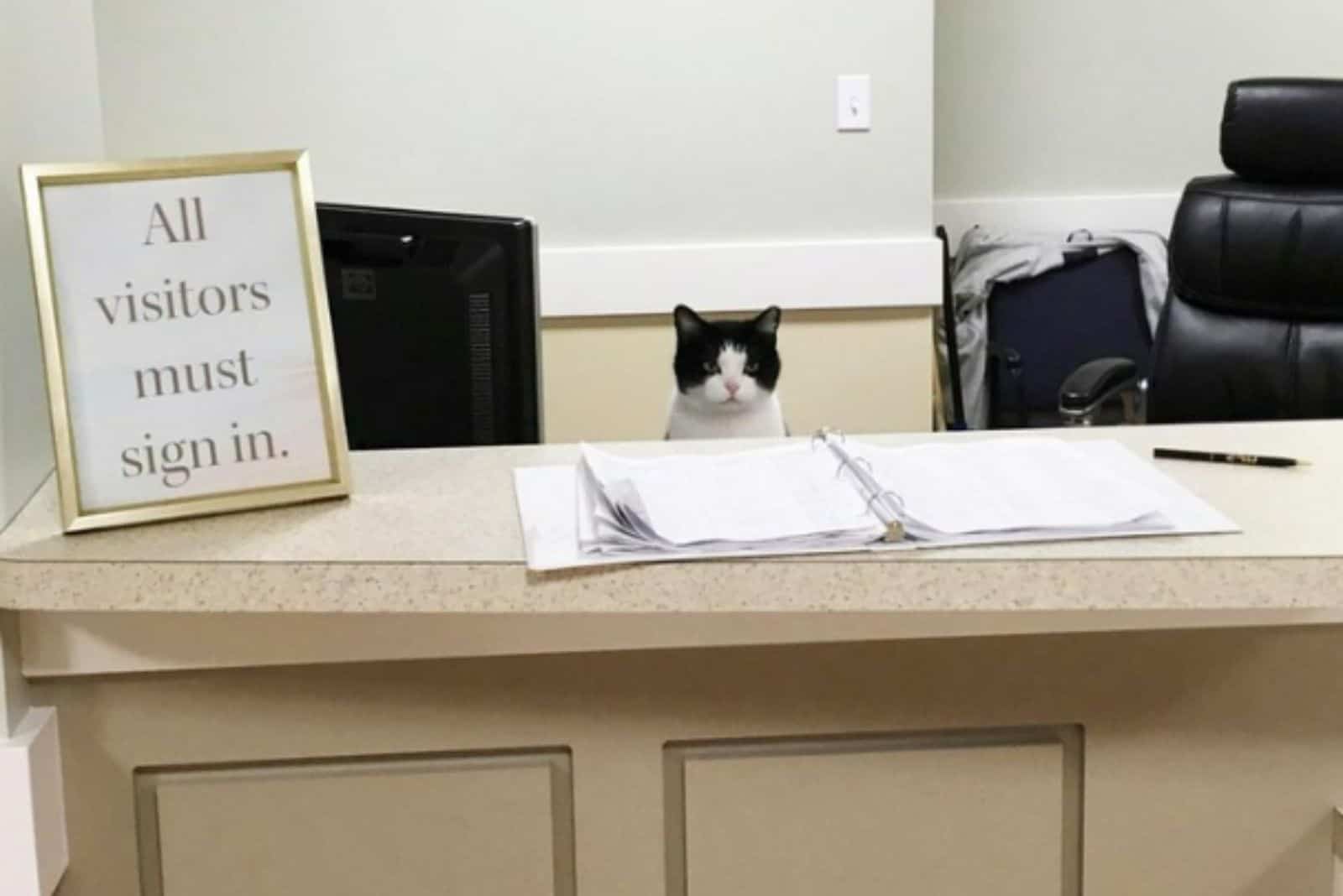 oreo working at the reception desk
