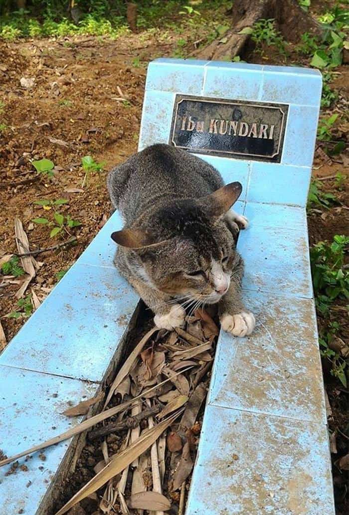 photo of a cat at owner's grave