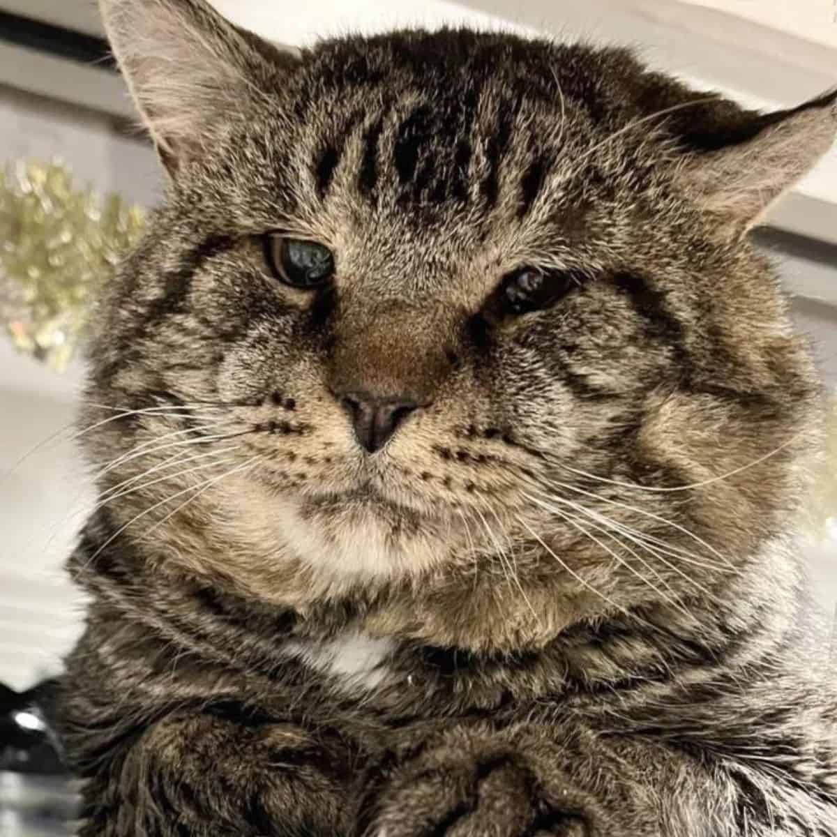 photo of a cat with enormous cheeks