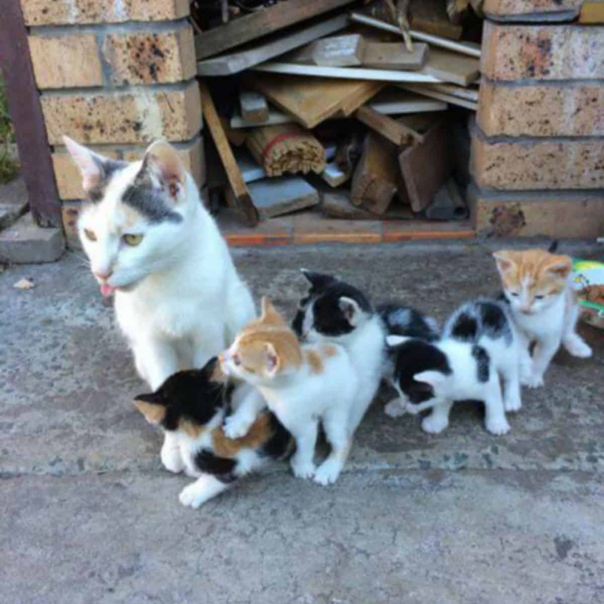 photo of a mother cat with her kittens