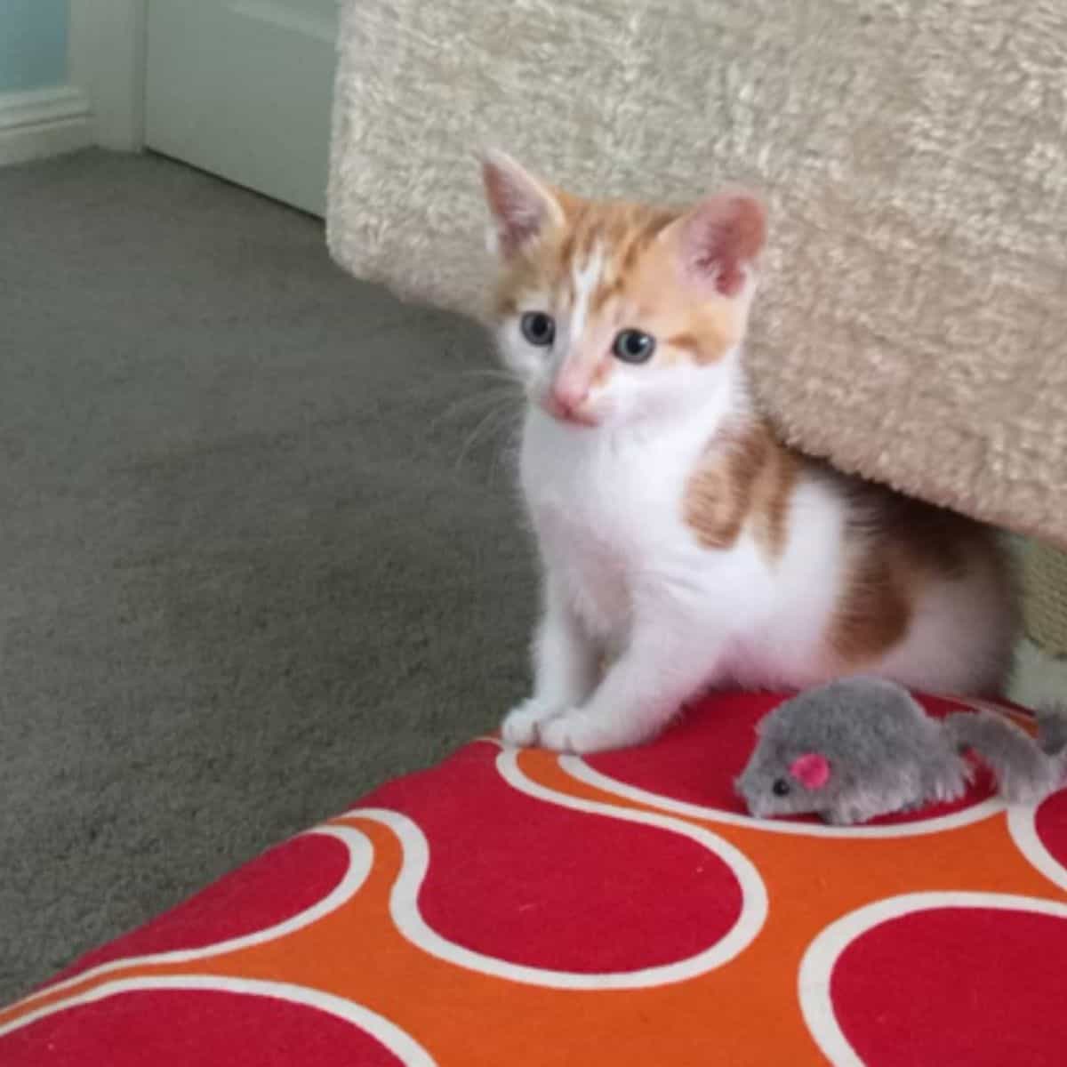 photo of a small orange and white kitten at home