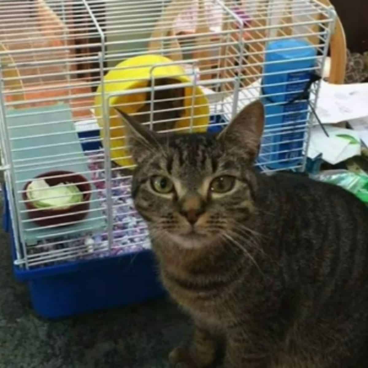 photo of ashes, the cat who went missing