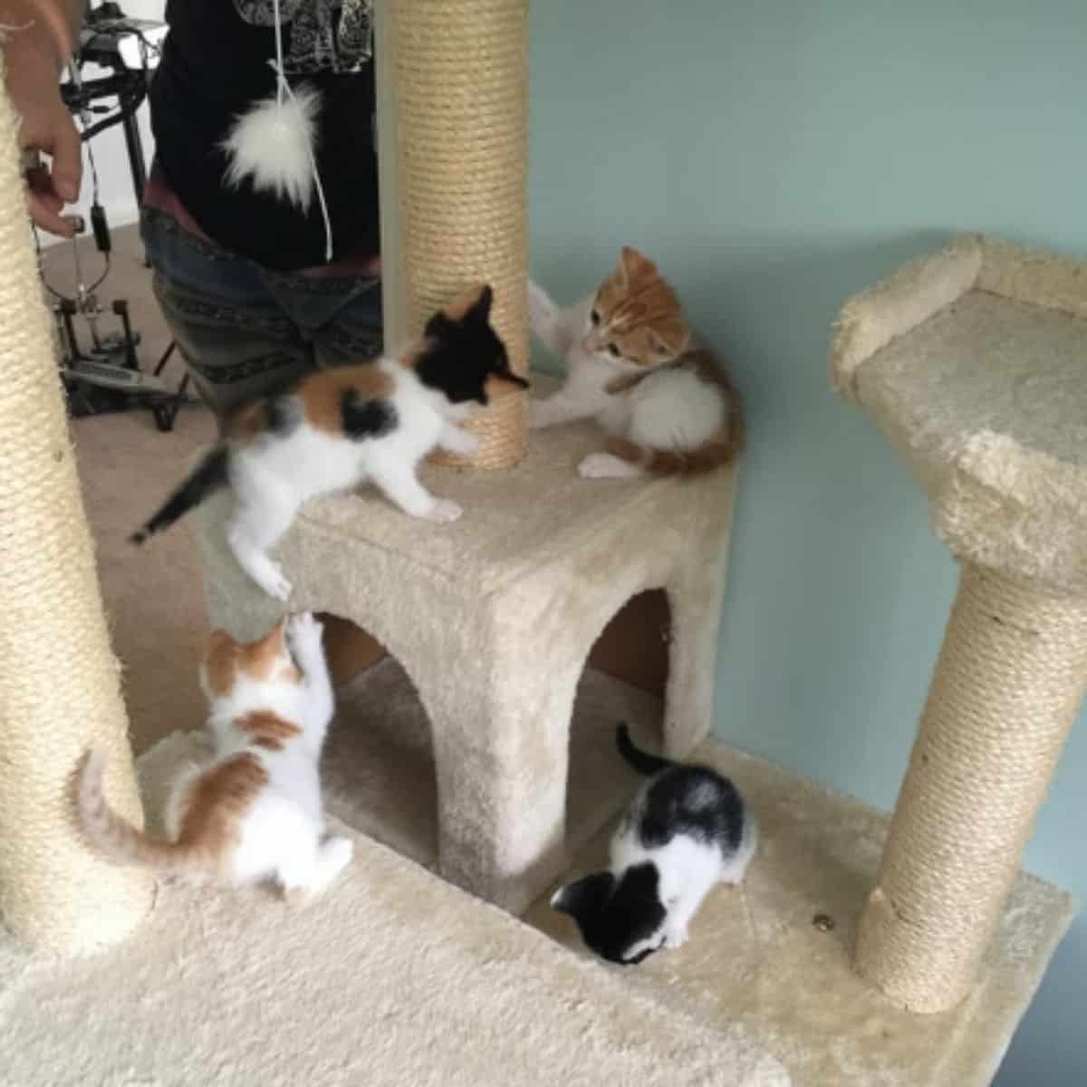 photo of four kittens playing on a cat tree