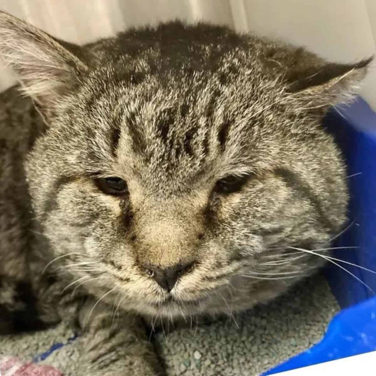 photo of grizzly, a cat with chubby cheeks
