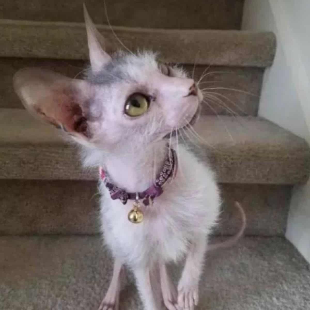 photo of possum the ugly cat