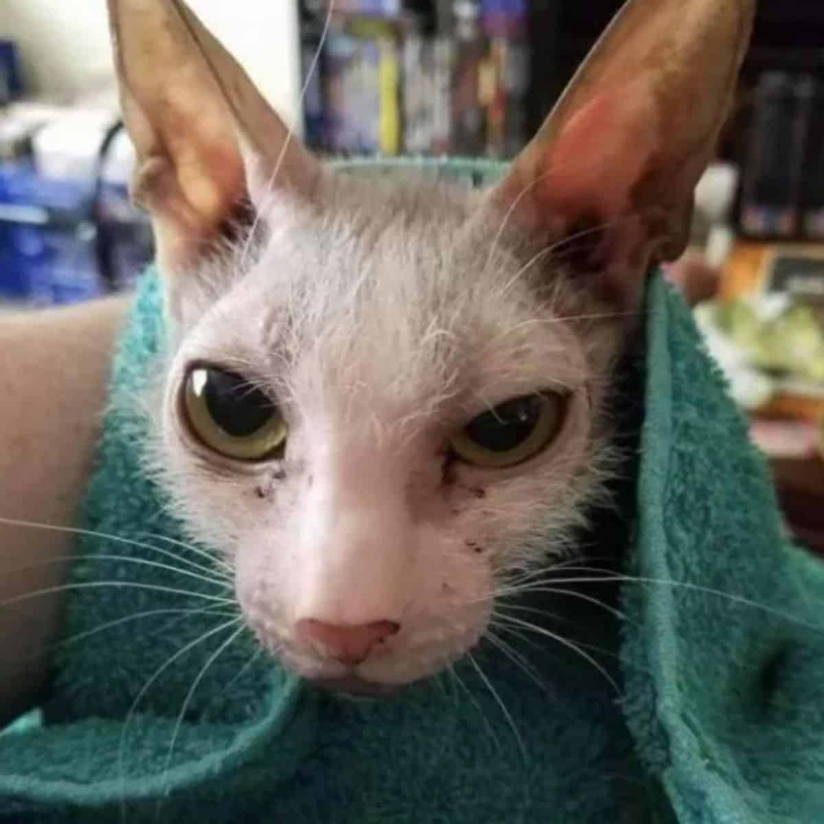 photo of possum wearing a towel