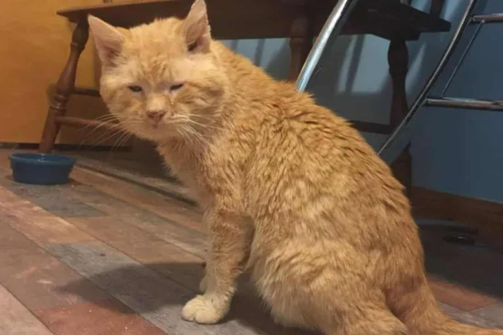 photo of the rescued ginger stray cat