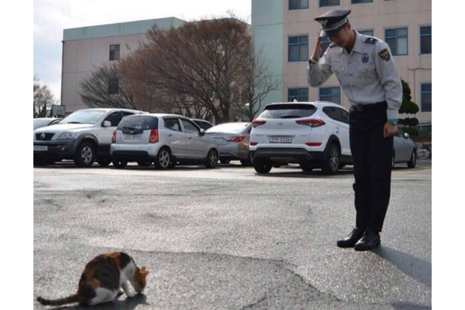 pregnant stray cat decides to stay at a police station