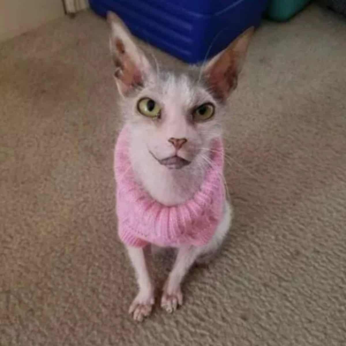 possum the cat wearing a sweater