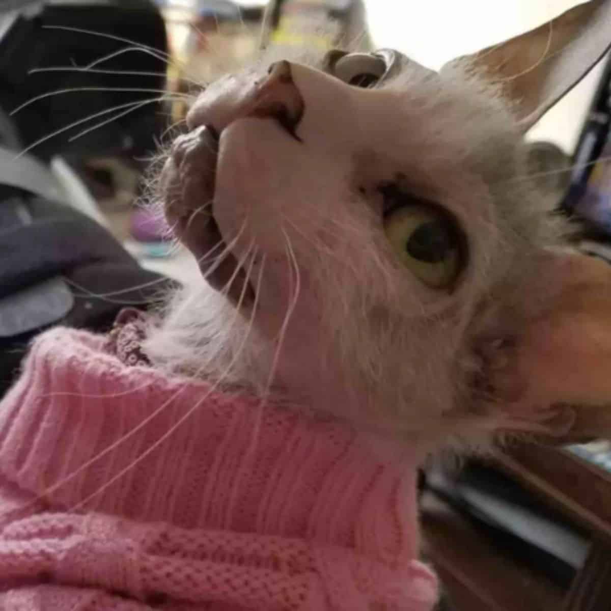 possum the ugly cat wearing a sweater