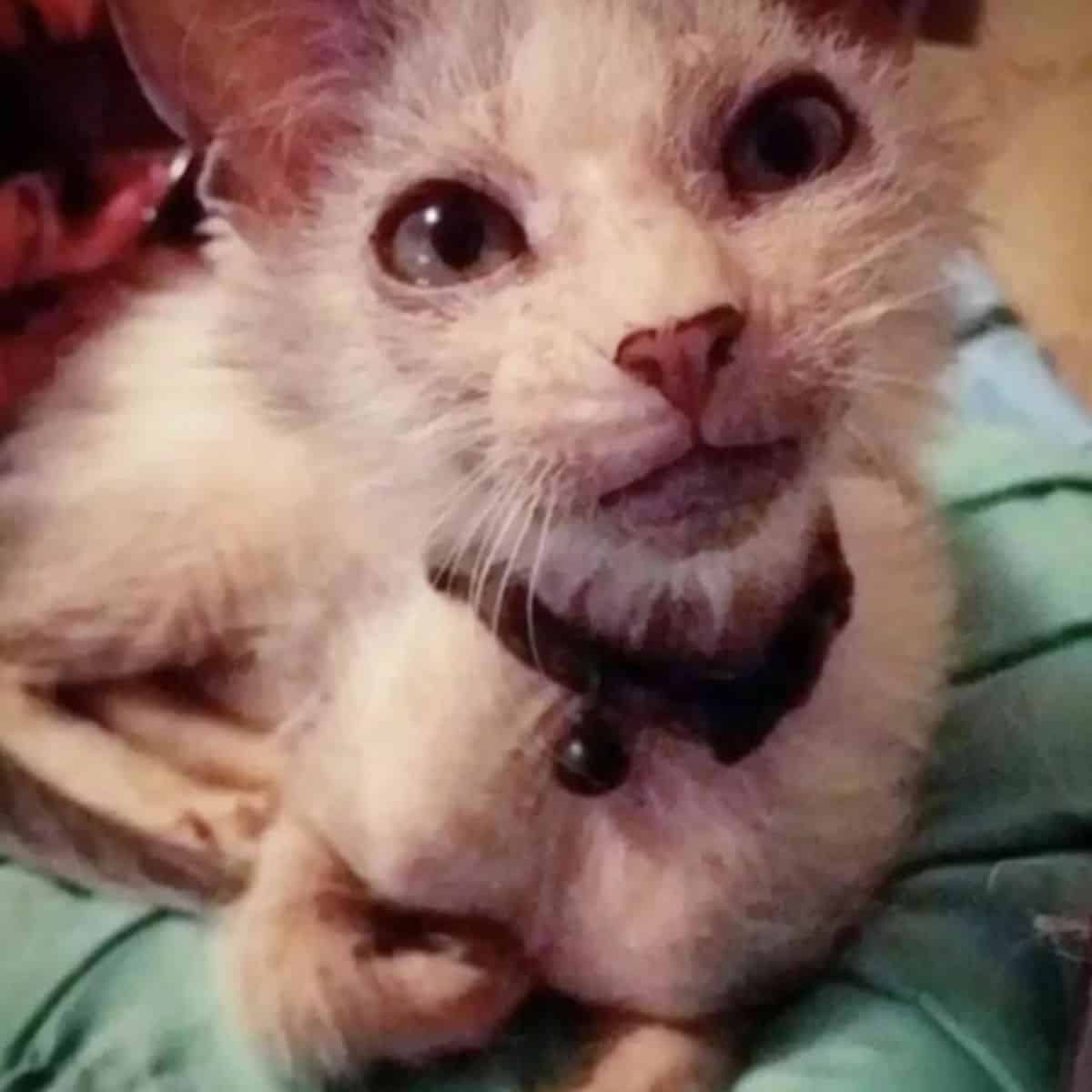 possum the ugly cat