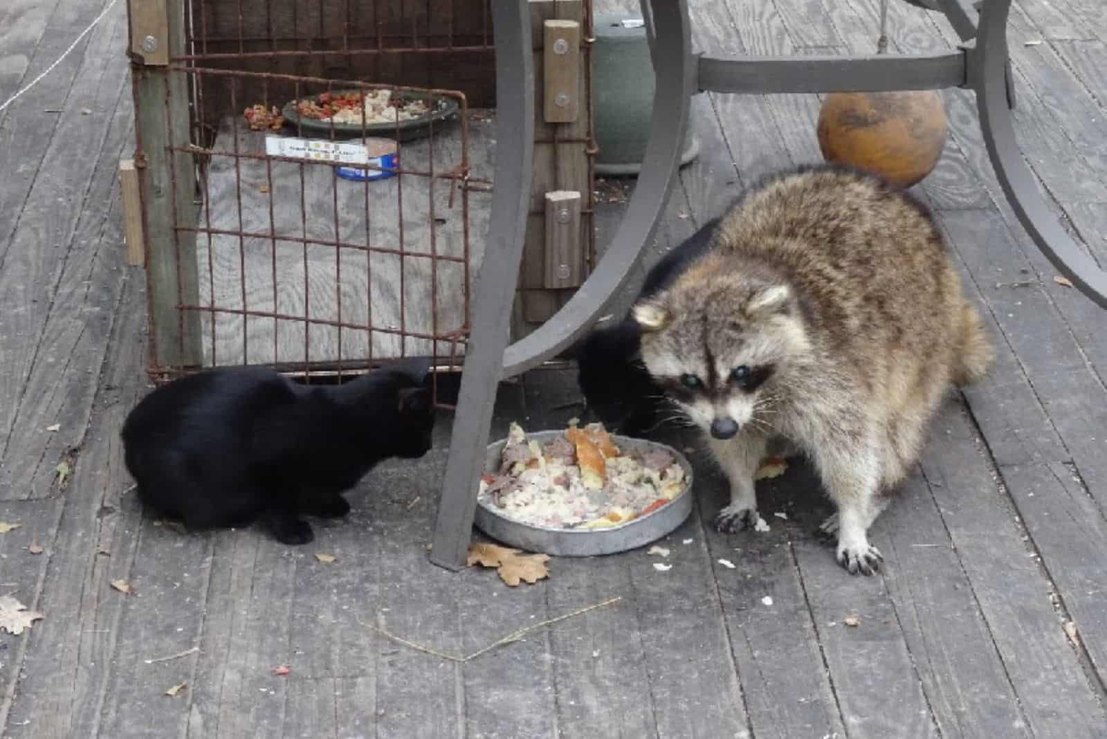 raccoon and kittens eating food