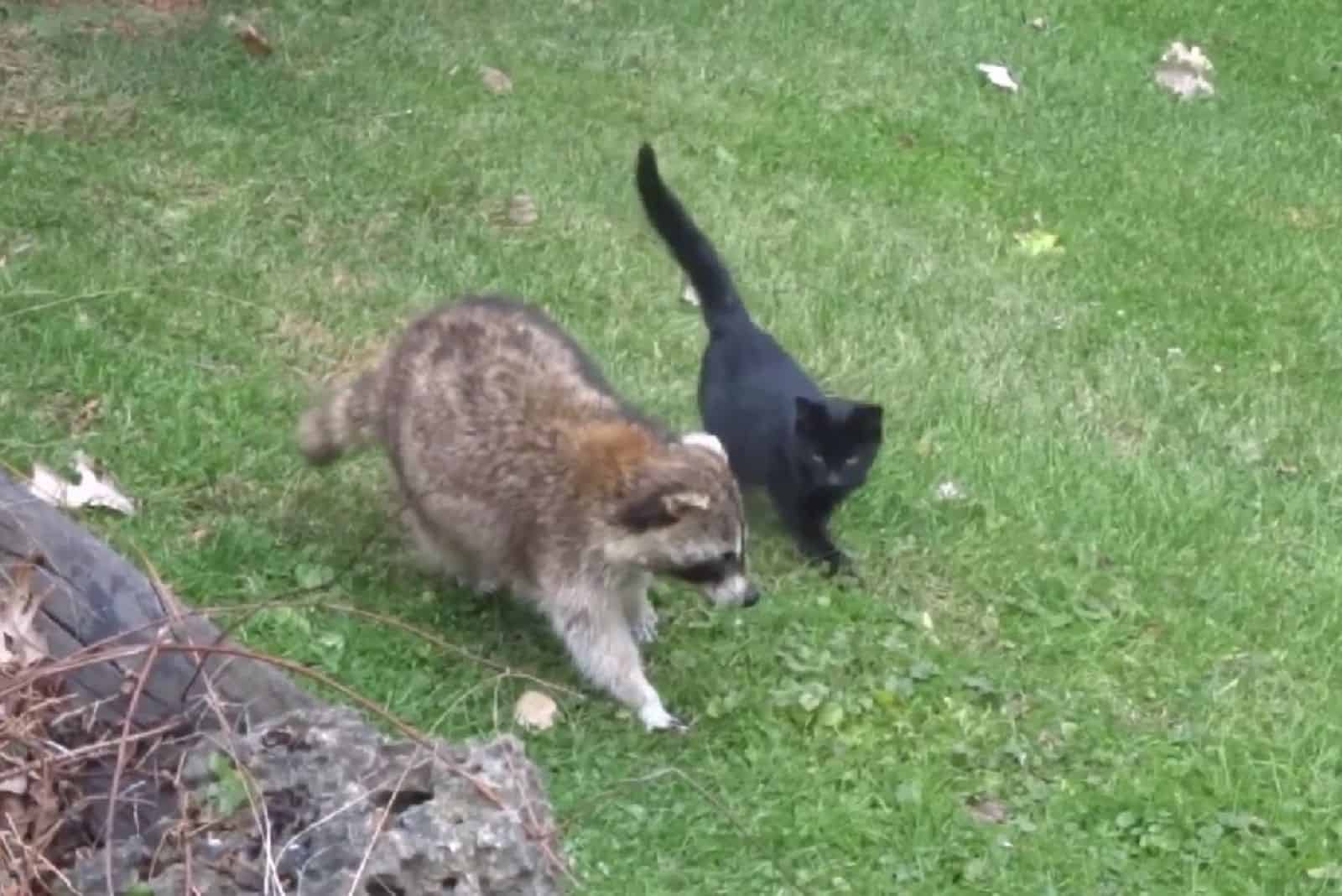 racoon with kittens in backyard
