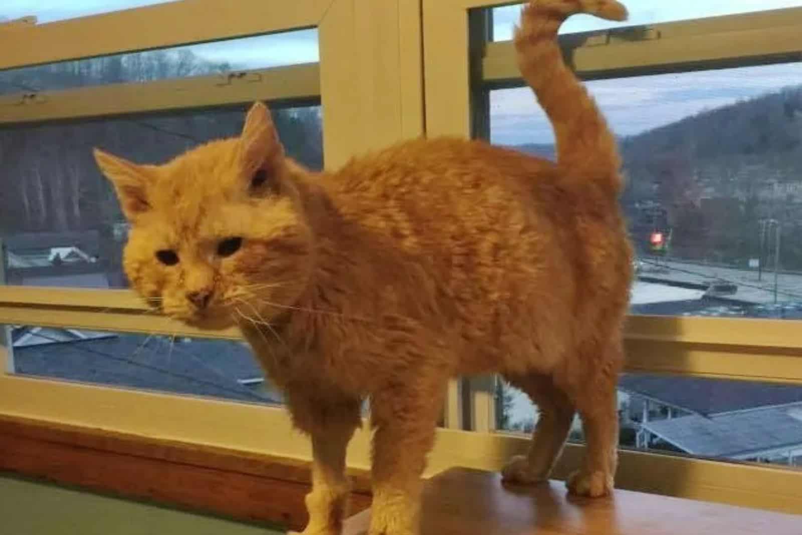 rescued ginger cat named Fargo getting used to new life