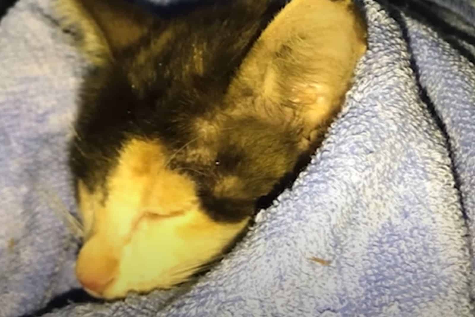rescued kitten covered in a blanket