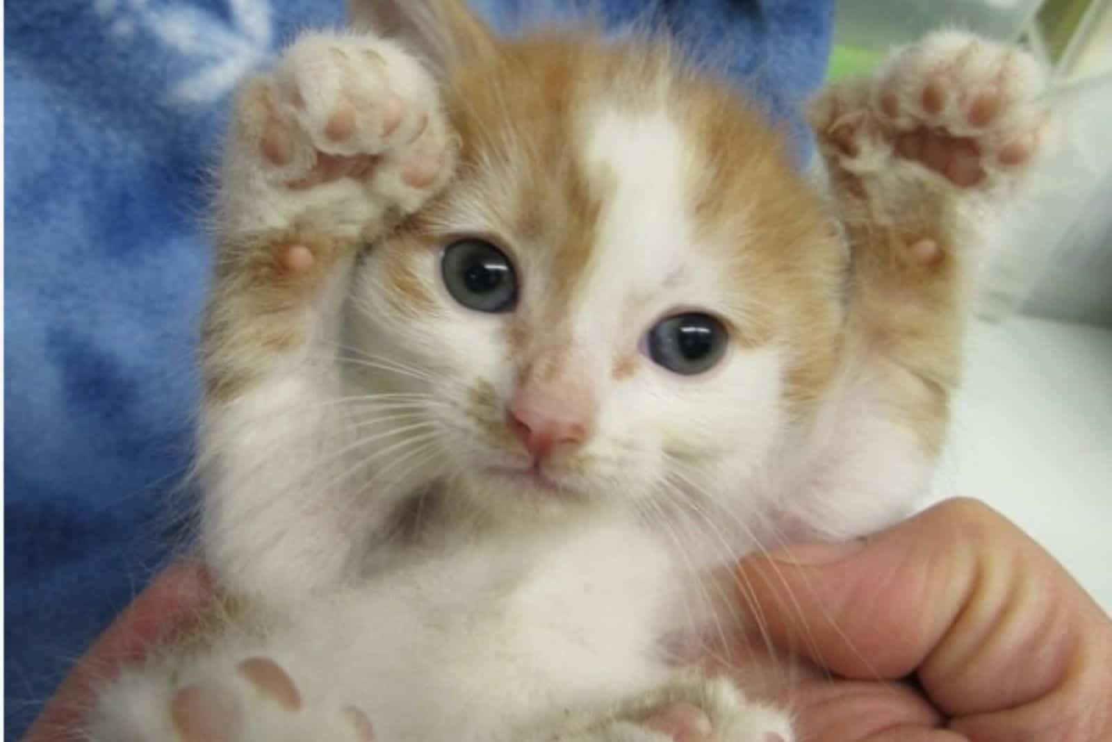 rescued kitten in owner's hands